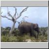 Yala West Nationalpark - ein Elefant