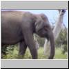 Yala West Nationalpark - ein Elefant
