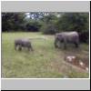 Yala West Nationalpark - Elefanten