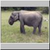 Yala West Nationalpark - ein Elefant