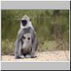Yala West Nationalpark - eine Affenmutter mit ihrem Baby (Grauer Langur)