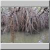 Bentota-Fluß - Mangroven