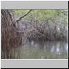 Bentota-Fluß - Mangroven