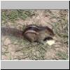 Beruwala - im Garten des Hotels Swanee, ein gestreiftes Backenhörnchen (Eutamias asiaticus)
