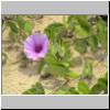 Beruwala - eine blühende Pflanze am Strand 