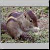 Beruwala - im Garten des Hotels Swanee, ein gestreiftes Backenhörnchen (Eutamias asiaticus)