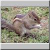 Beruwala - im Garten des Hotels Swanee, ein gestreiftes Backenhörnchen (Eutamias asiaticus)
