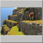 Ruinen von Machu Picchu