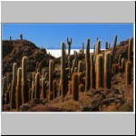 Kakteeninsel Incahuasi, Salar de Uyuni, Bolivien