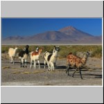 Lama-Herde, Altiplano, Bolivien