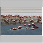 Flamingos in der Laguna Hedionda, Altiplano, Bolivien
