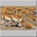 Vikunjas in der Nähe der Thermalbäder von Polques, Bolivien