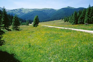 Tal Dolina Chocholowska - am Anfang der Wiese Polana Chocholowska, hinten Gipfel der Westtatra