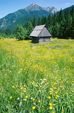 Tal Dolina Chocholowska - Polana Chocholowska, denkmalgeschützte Hirtenhütten, Blick Richtung Norden