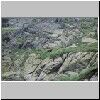 Aufstieg vom Tal Dolina Stawów Gasienicowych zum Paß Zawrat - ein Steinbock in den Felsen