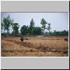 Unterwegs von Khon Khaen nach Ban Chiang - Wasserb&uuml;ffel auf einem Feld