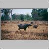 Unterwegs von Khon Khaen nach Ban Chiang - Wasserb&uuml;ffel auf einem Feld