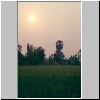 unterwegs von Phitsanulok nach Sukhothai - Sonnenaufgang über einem Reisfeld