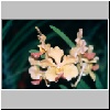 Chiang Mai - Orchideenfarm, bl&uuml;hende Orchideen