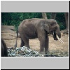 bei Chiang Mai - ein Elephant im Elephantencamp "Trainings Center Chiang Dao"
