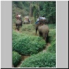 im Elephantencamp "Trainings Center Chiang Dao" bei Chiang Mai, ein Elephantenritt durch den Dschungel