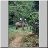 im Elephantencamp "Trainings Center Chiang Dao" bei Chiang Mai, ein Elephantenritt durch den Dschungel