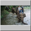 im Elephantencamp "Trainings Center Chiang Dao" bei Chiang Mai, ein Elephantenritt durch einen Fluß im Dschungel