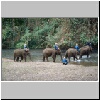 im Elephantencamp "Trainings Center Chiang Dao" bei Chiang Mai, Elephanten beim morgentlichen Bad
