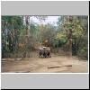 im Elephantencamp "Trainings Center Chiang Dao" bei Chiang Mai, Arbeit der Elephanten bei der Waldabholzung (Vorführung)