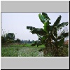 auf einem Reisfeld zwischen "Goldenem Dreieck" und Chiang Rai, rechts ein Bananenbaum