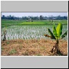 auf einem Reisfeld zwischen "Goldenem Dreieck" und Chiang Rai, rechts ein junger Bananenbaum