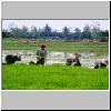 auf einem Reisfeld zwischen "Goldenem Dreieck" und Chiang Rai, arbeitende Bauern