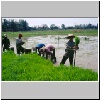 auf einem Reisfeld zwischen "Goldenem Dreieck" und Chiang Rai, arbeitende Bauern