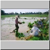 auf einem Reisfeld zwischen "Goldenem Dreieck" und Chiang Rai, arbeitende Bauern