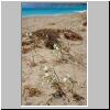 ein einsamer Strand zwischen Anamur und Silifke - am Strand bl&uuml;hende lilienartige Pflanzen
