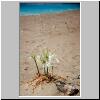 ein einsamer Strand zwischen Anamur und Silifke - am Strand bl&uuml;hende lilienartige Pflanzen