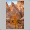 Kappadokien - blühende Pflanze und Tuffsteinformationen in einem Tal bei untergehender Sonne